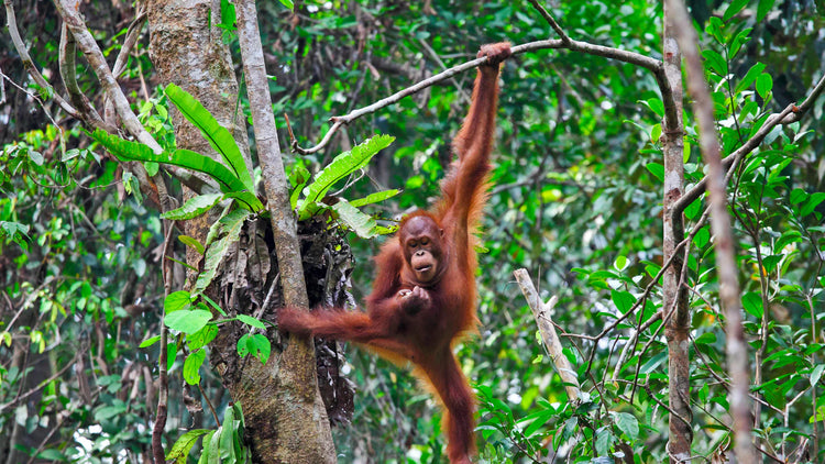Palm Oil-Free &amp; Cruelty-Free